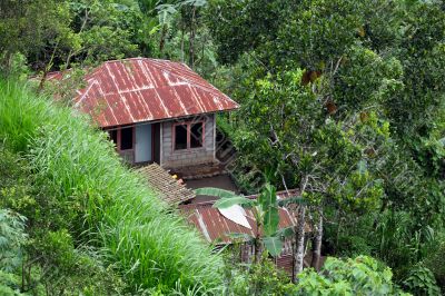 House in jungle