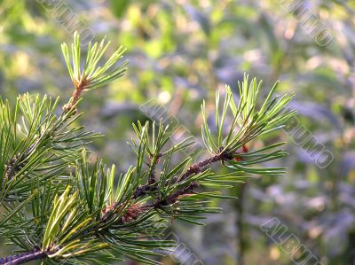 Pine branch