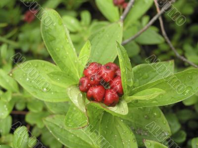 Wood berry a cowberry