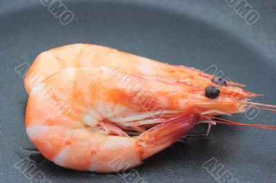 Two shrimps