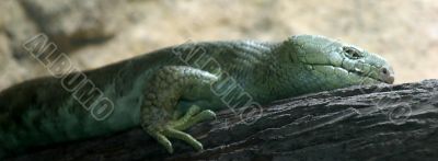 Prehensil Tailed Skink 4832