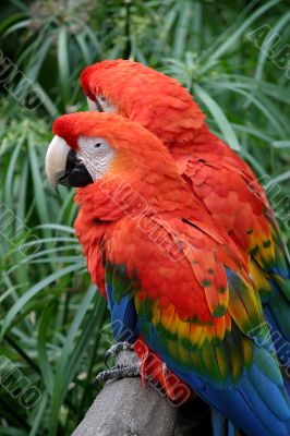 Scalet Macaw 4838