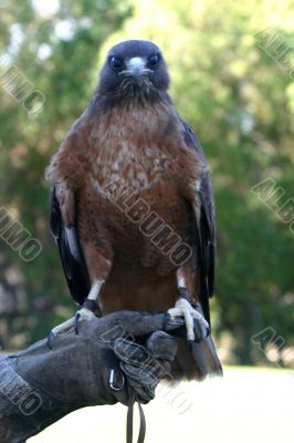 Red Tailed Hawk 4798