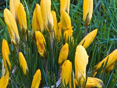 Crocuses