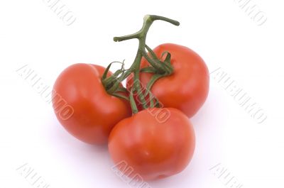 Three full red tomatoes on a branch.