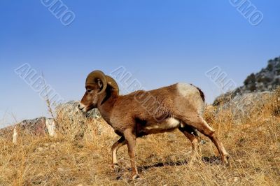 Bighorn Sheep