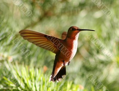 Humming Bird