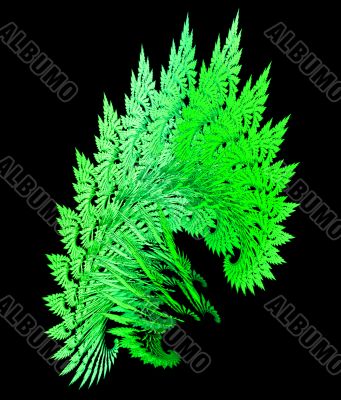green ferns abstract
