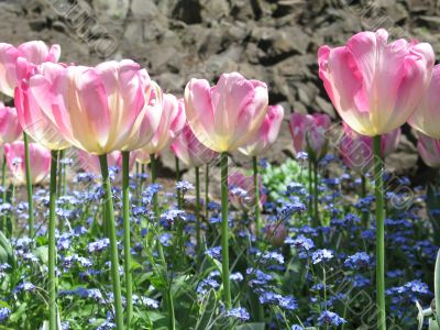pink tulips