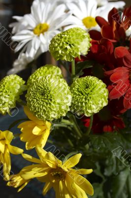 Spring multicolored chamomiles