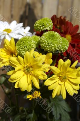 Spring multicolored chamomiles