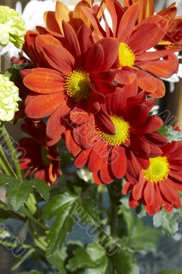 Spring multicolored chamomiles