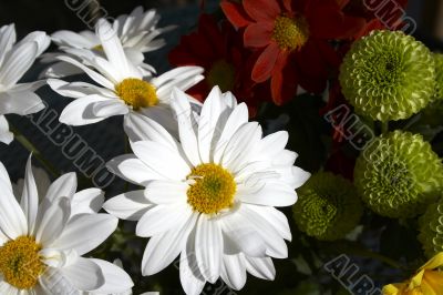 Spring multicolored chamomiles