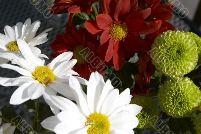 Spring multicolored chamomiles