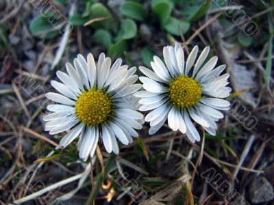 daisys