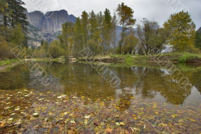 Leaf fall