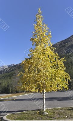 Graceful small tree.