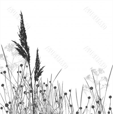 Grass silhouettes / vector