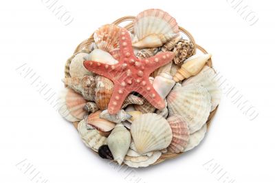 Sea shells