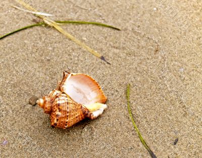 shell on coast sand