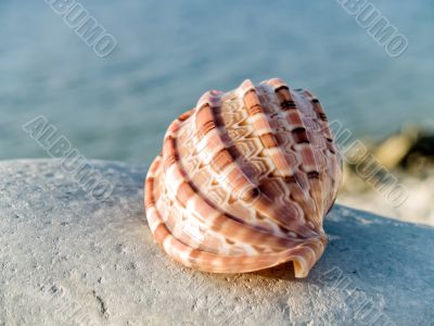 shell on stone