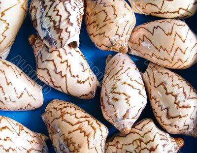 shells bachgroung