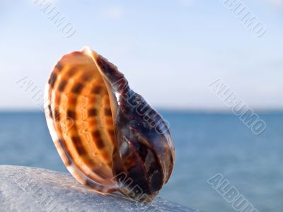 shell on stone