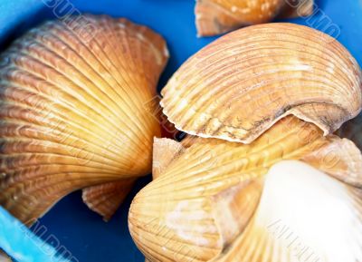 shells bachgroung