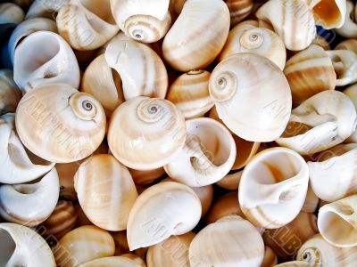 shells bachgroung
