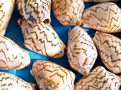 shells bachgroung