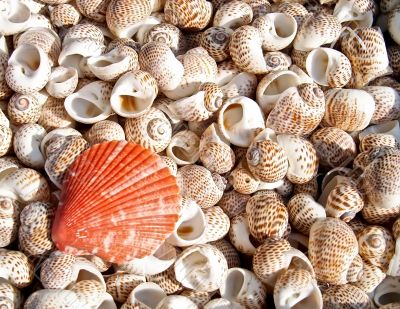 shells bachgroung