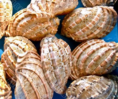 shells bachgroung
