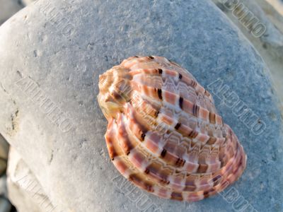 shell on stone