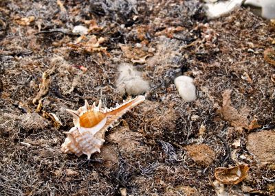 seashell on seaweed