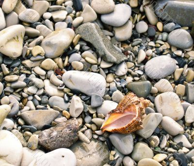 shell on sea pebble