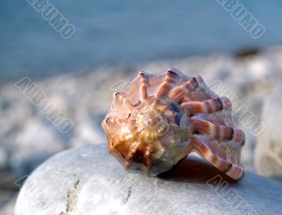 shell on stone