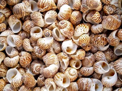 shells bachgroung