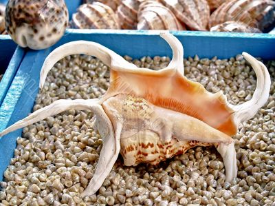 Seashell Lambis Truncata