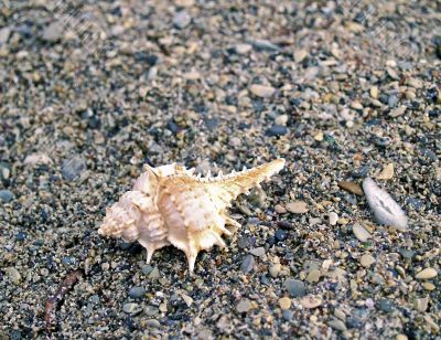 shell on sea pebble
