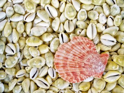 shells bachgroung