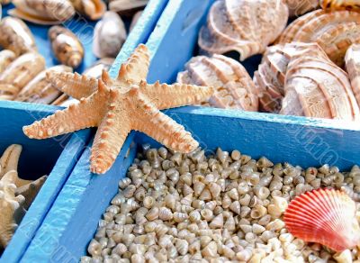 Starfish and seashells