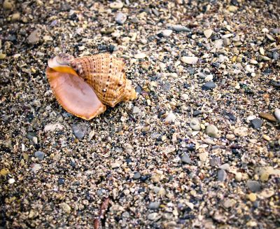 shell on sea pebble