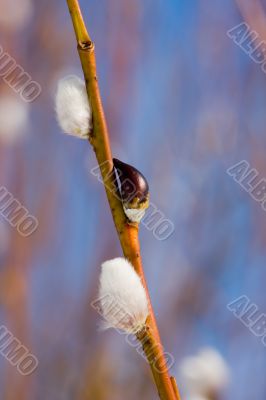 Willow close up