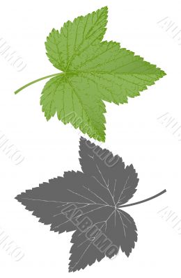 currant leaf