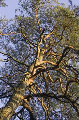 pine tree