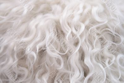 Sheep fur