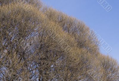 brunches over blue sky