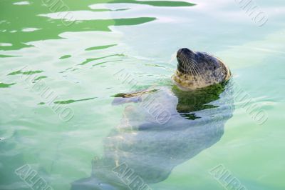 seal in water