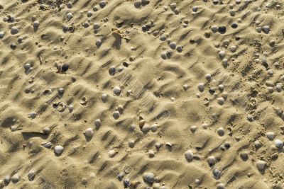shells at the beach
