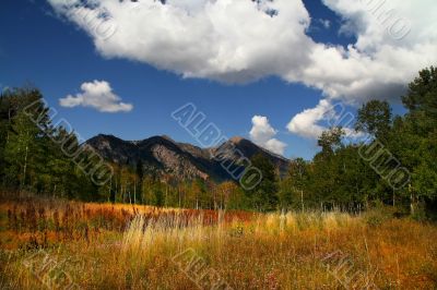 Mountain Meadow